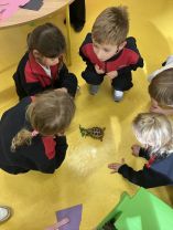 The day Sebastian, the tortoise, came to visit! 