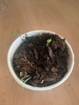 Planting Seeds