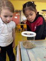 Caterpillars Arrive in Our Classroom!