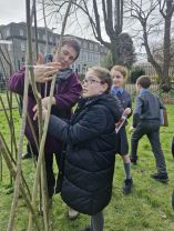 Living Willow structure creation