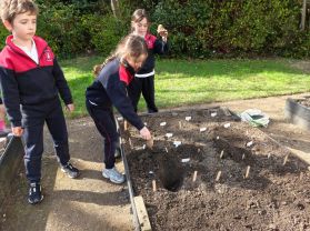 From Soil to Sprouts: Potato Planting Day