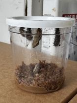 Our Butterflies are Here! 🦋