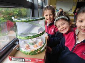 Our Class Caterpillar Adventure 🐛🦋